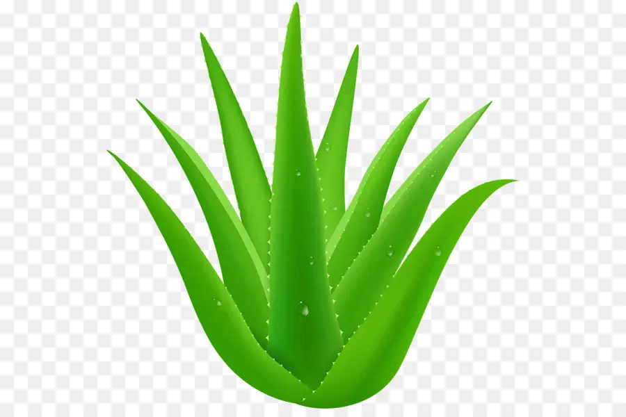 Aloe Vera，Planta PNG