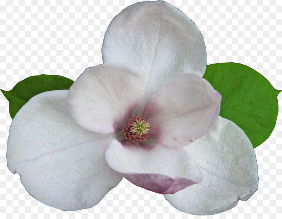 Flor，Magnolia PNG