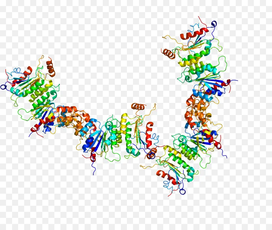 Adn Cytosine5methyltransferase 3a，La Adn Metiltransferasa PNG