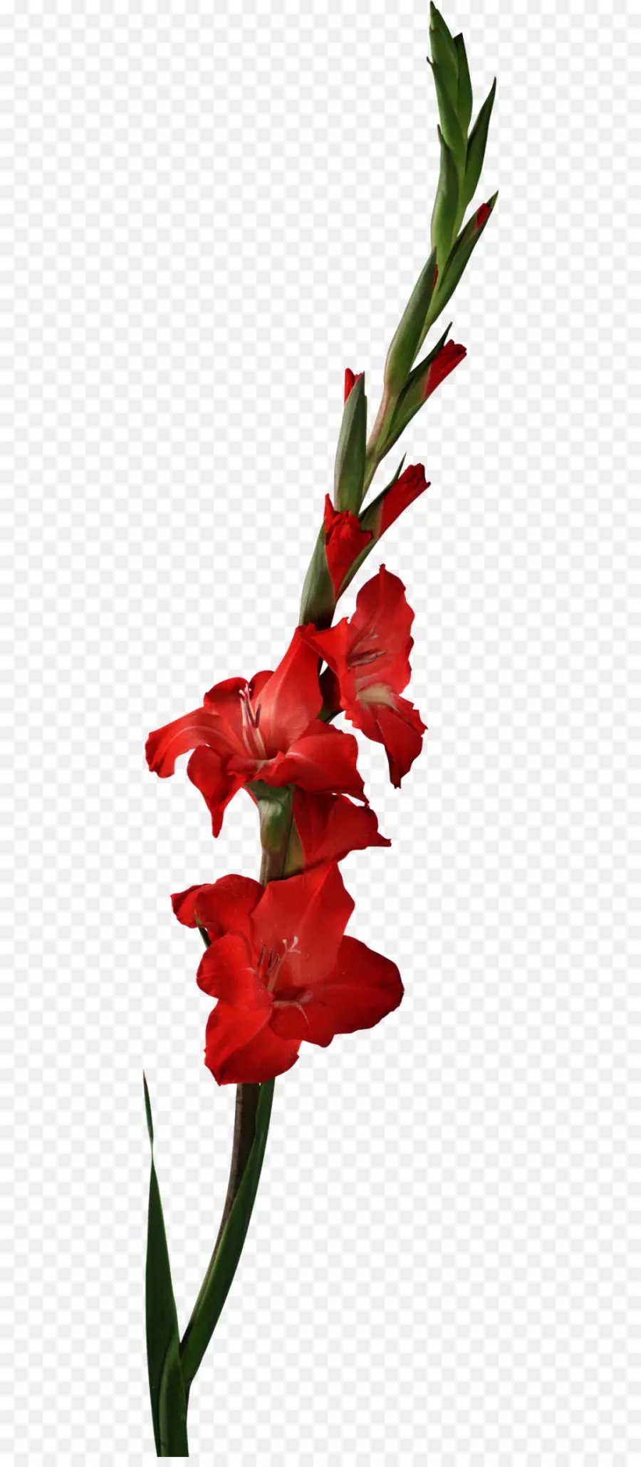 Scarlet Gladiolo，Acuarela De Flores PNG