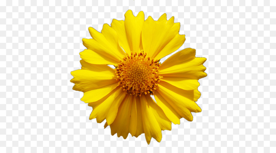 Común Daisy，Flor PNG