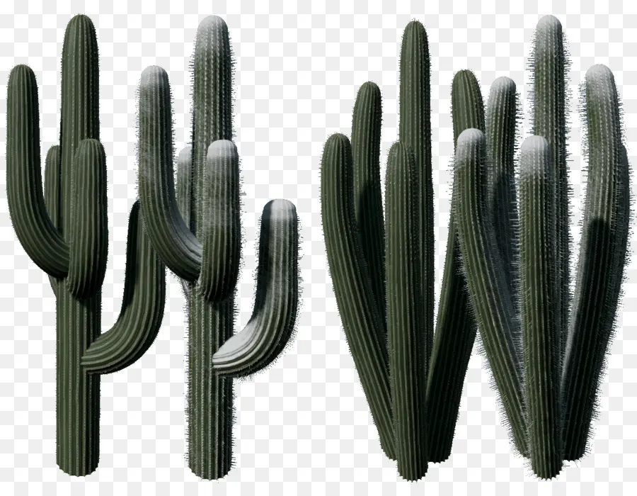 Cactaceae，Mapeo Normal PNG