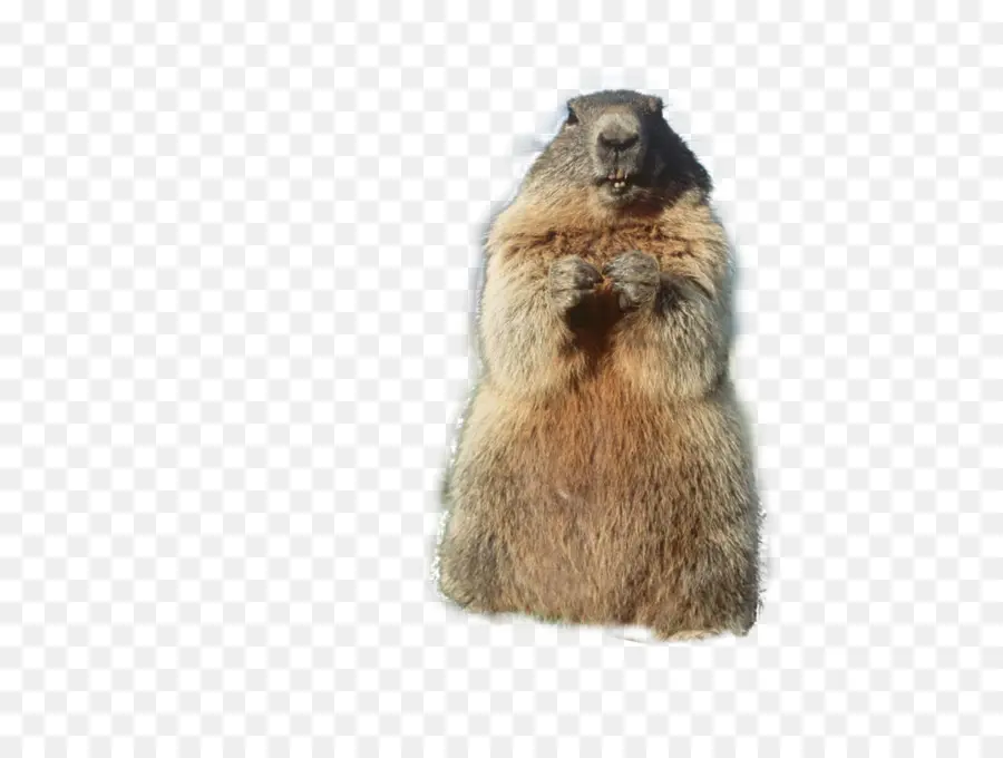 Marmota，Peludo PNG