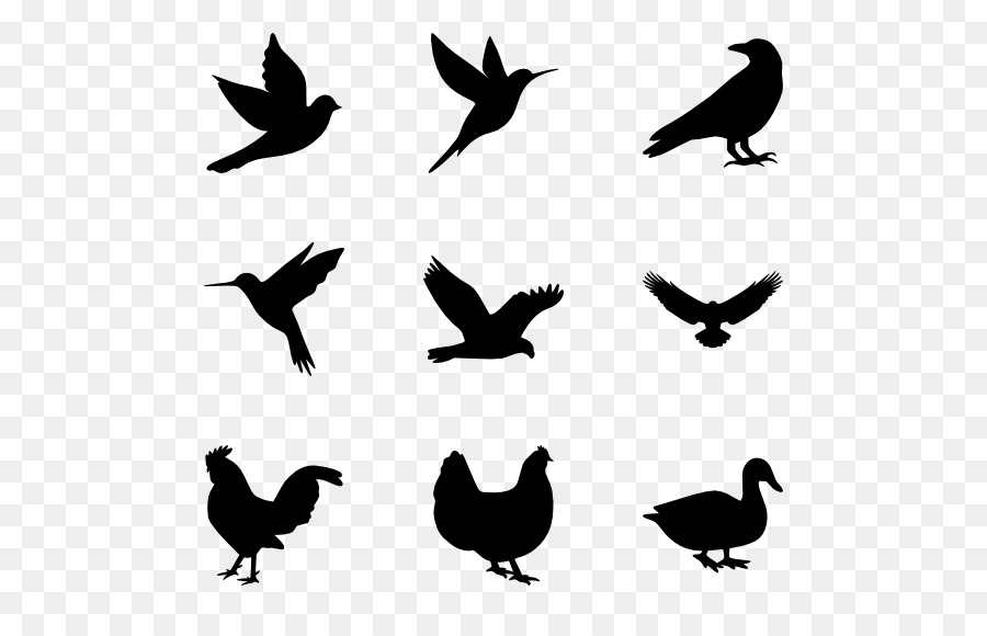 Pájaros Negros，Vuelo PNG