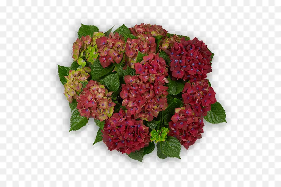 Hortensia，Schloss Wackerbarth PNG