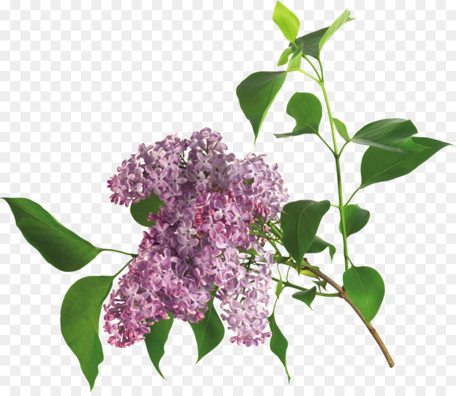 Flor，Syzygium Aromaticum PNG