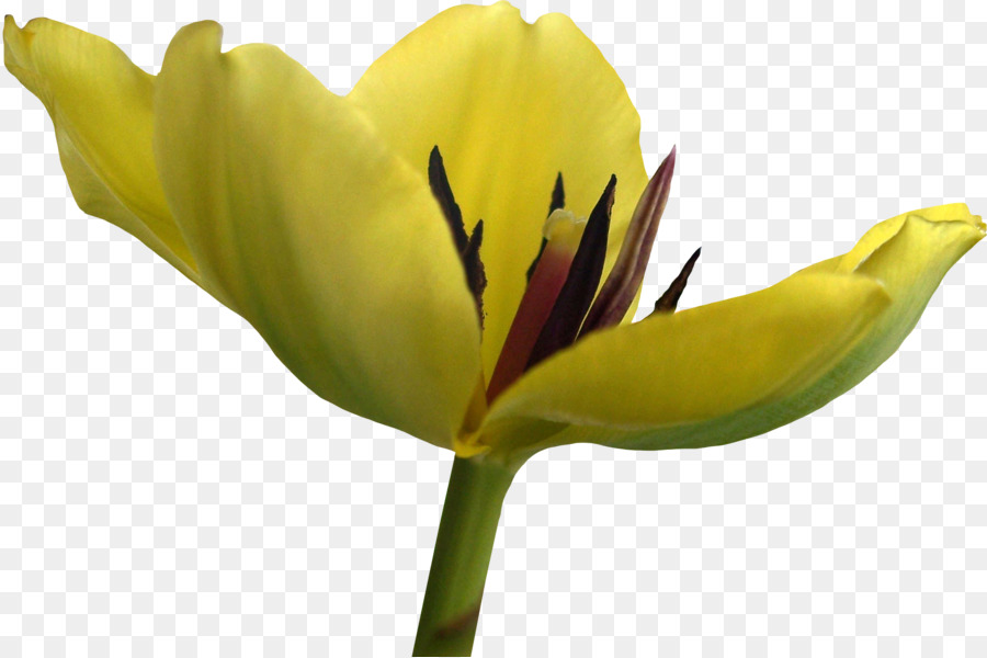 Tulip，Flor PNG