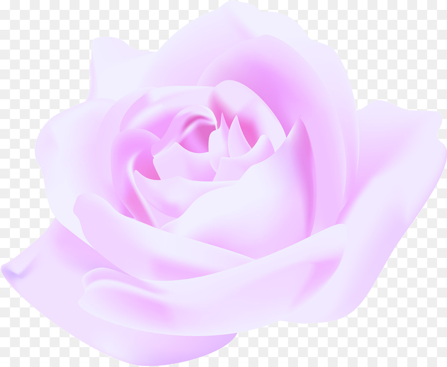 Rosa Morada，Florecer PNG