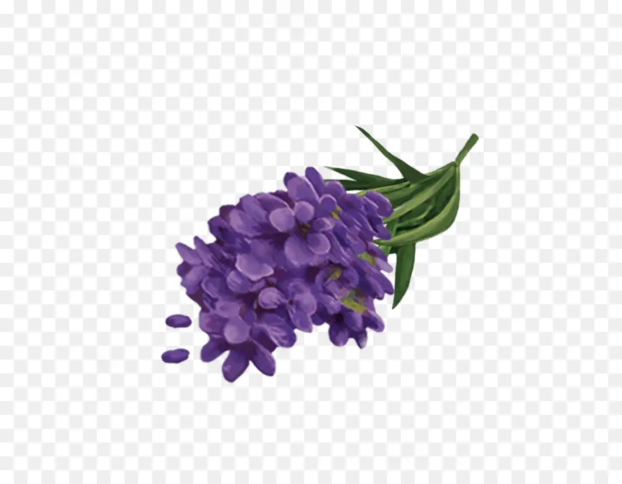 Flores Moradas，Lavanda PNG