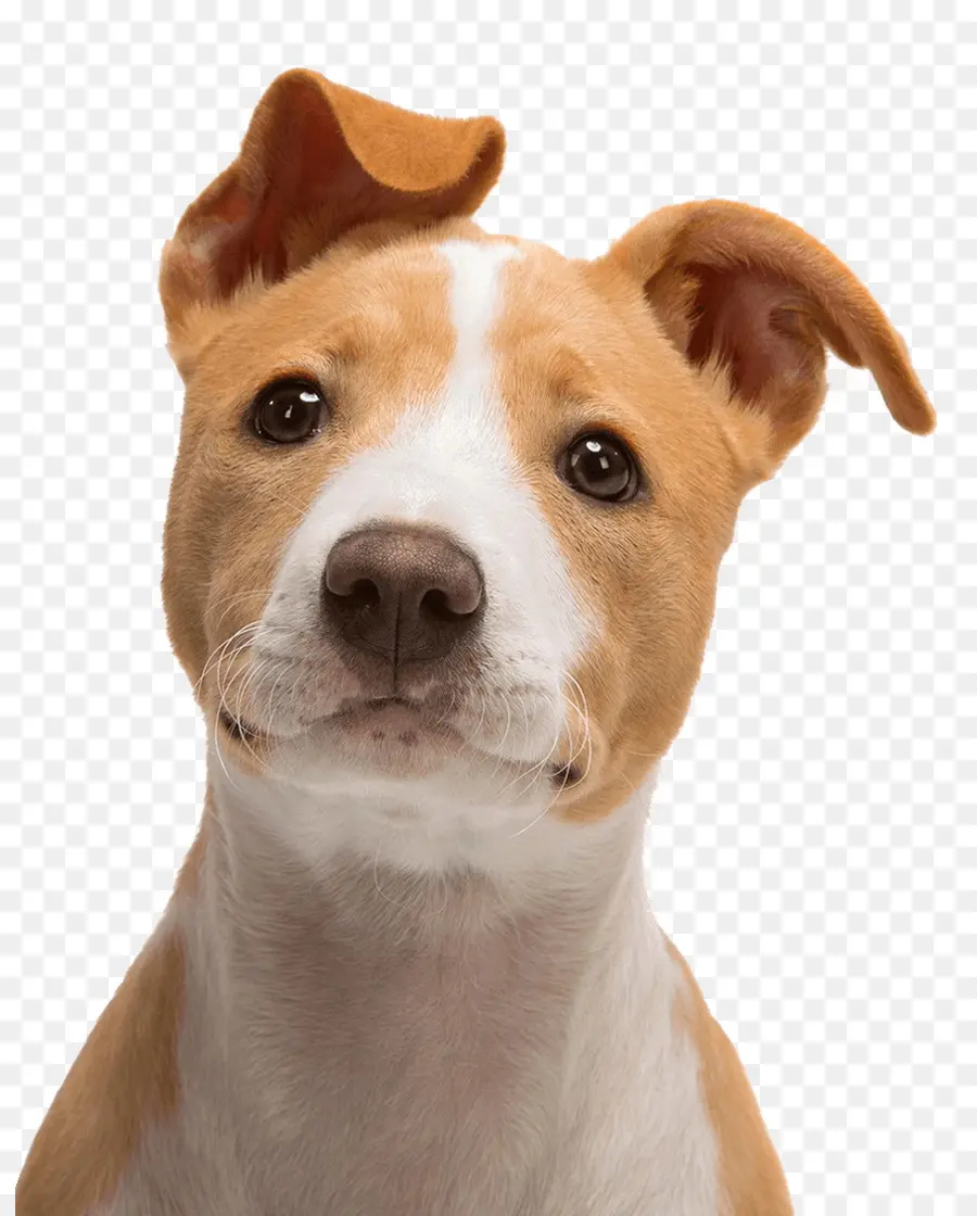 Lindo Cachorro，Perro PNG