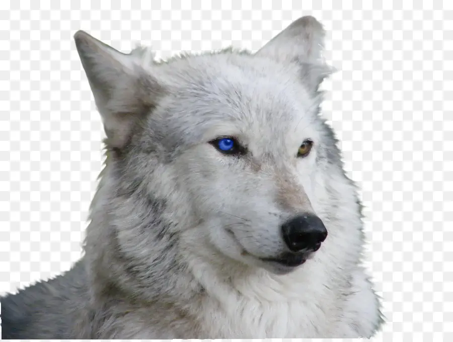 Lobo Blanco，Lobo PNG