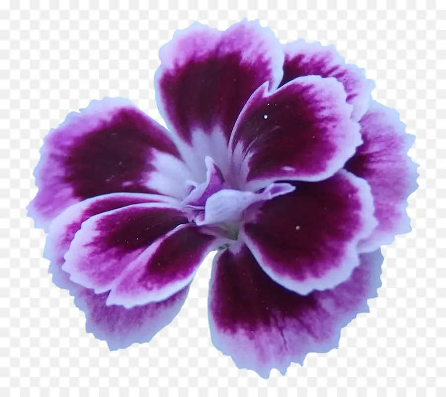 Flor，Violeta PNG