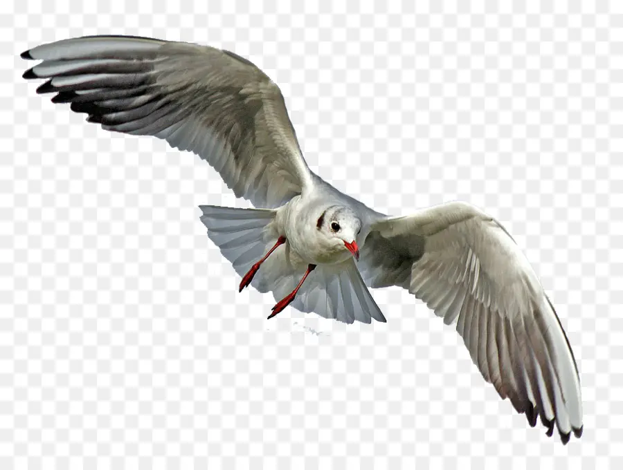 Gaviota，Pájaro PNG