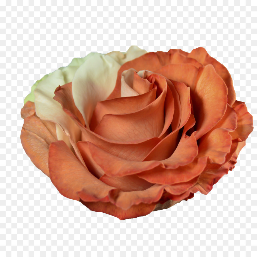 Rosa，Floración PNG