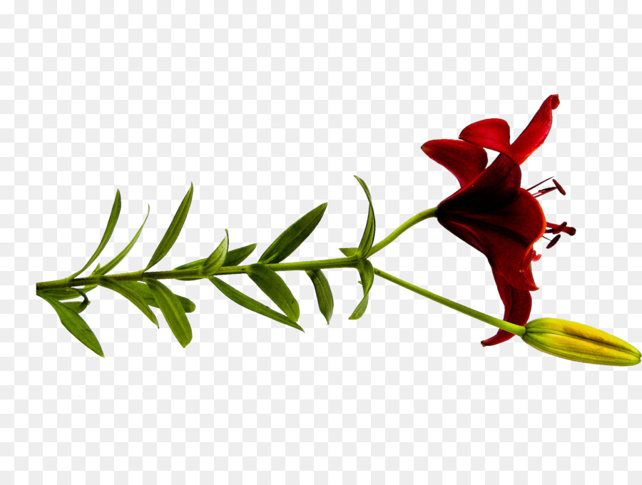 Flor，Lilium PNG