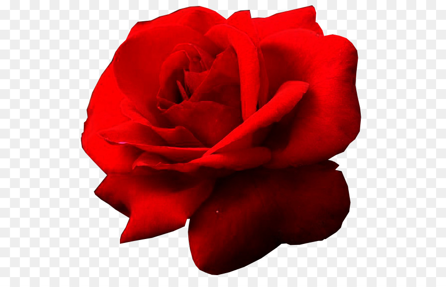 Rosa Roja，Florecer PNG