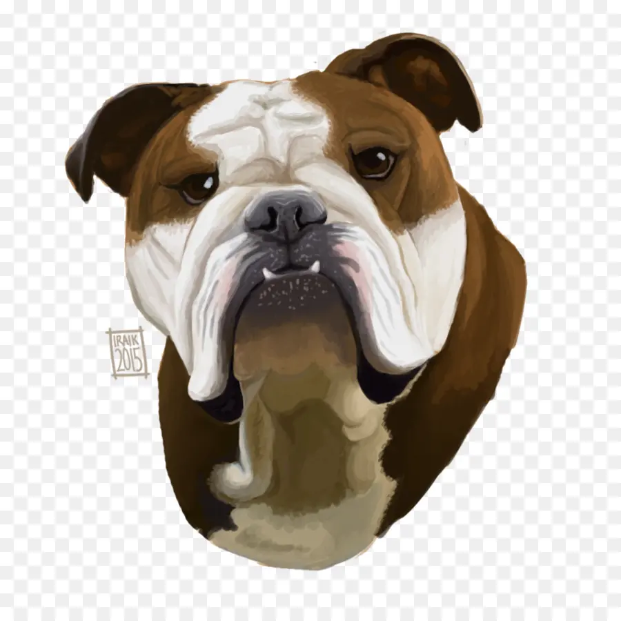 Buldog，Bulldogge Inglés Viejo PNG