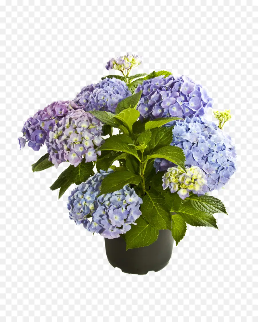 Hortensia，Púrpura PNG