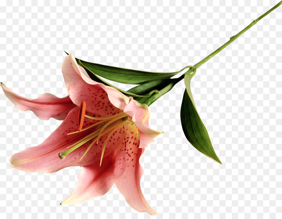 Flor Rosa，Flor PNG