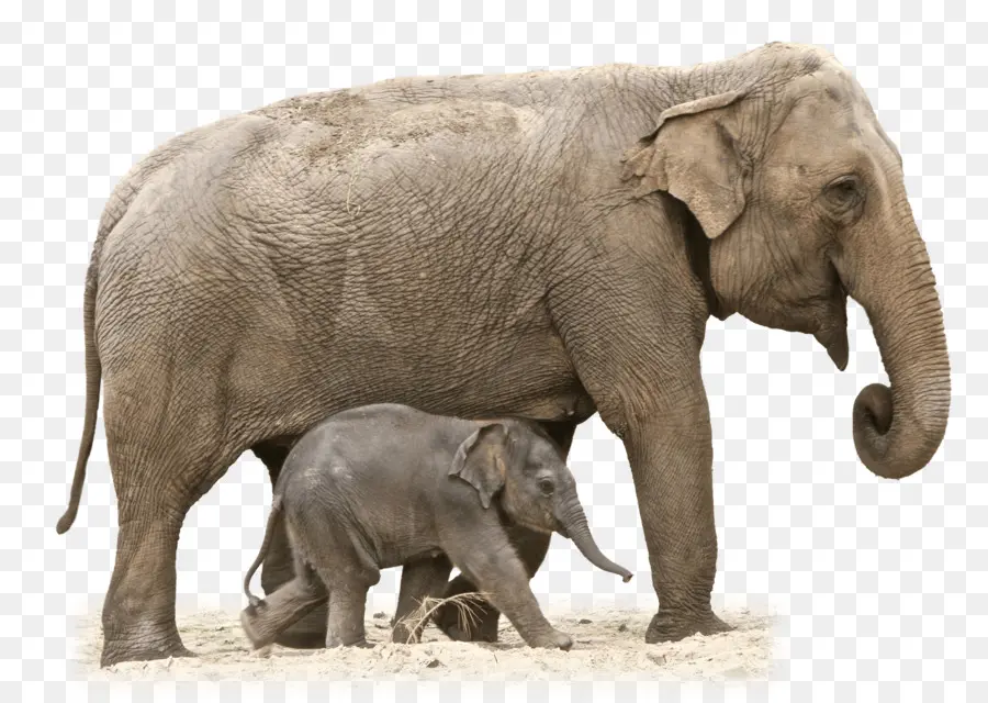 Elefante Africano De Sabana，Elefante Asiático PNG
