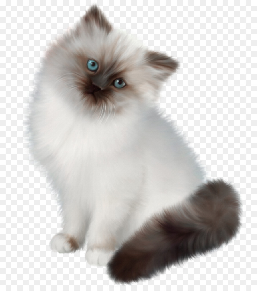 Gato，Felino PNG