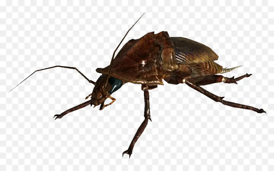 Cricket，Bicho PNG