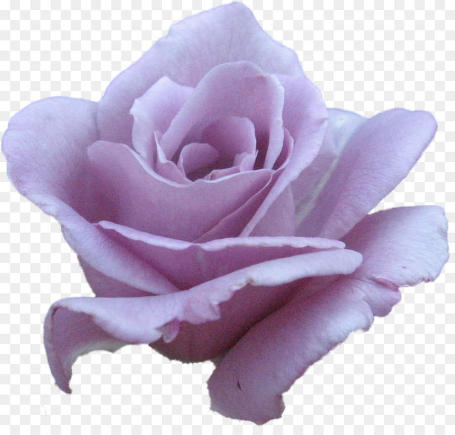 Rosa Blanca Y Negra，Rosa PNG