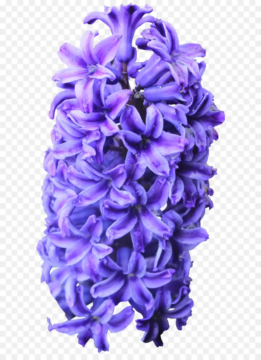 Hyacinthus Orientalis，Flor PNG