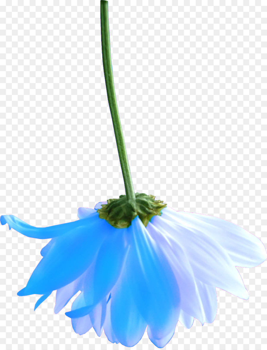 Flor Blanca，Margarita PNG