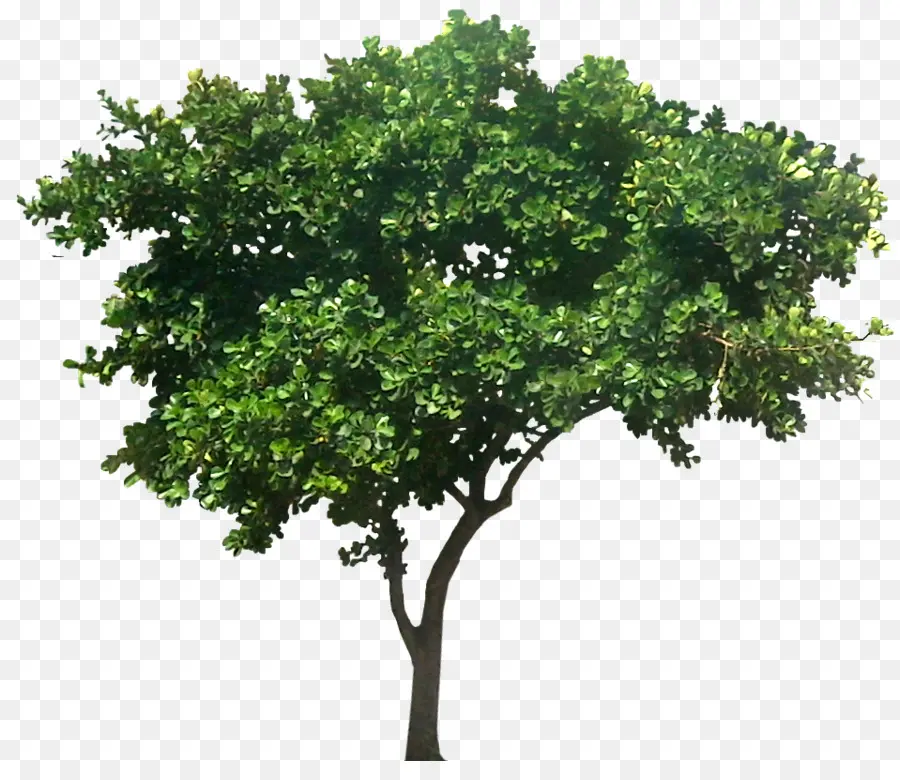 Árbol，Planta PNG