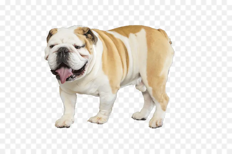 Bulldog，Bulldog Francés PNG