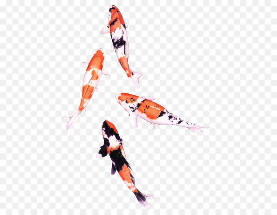 Koi，Dibujo PNG