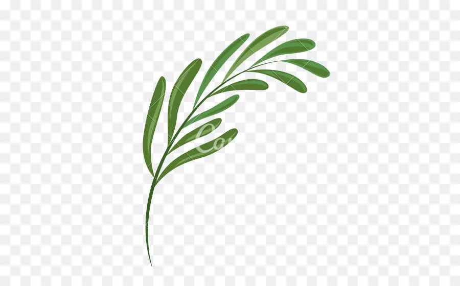 Hoja，Planta PNG