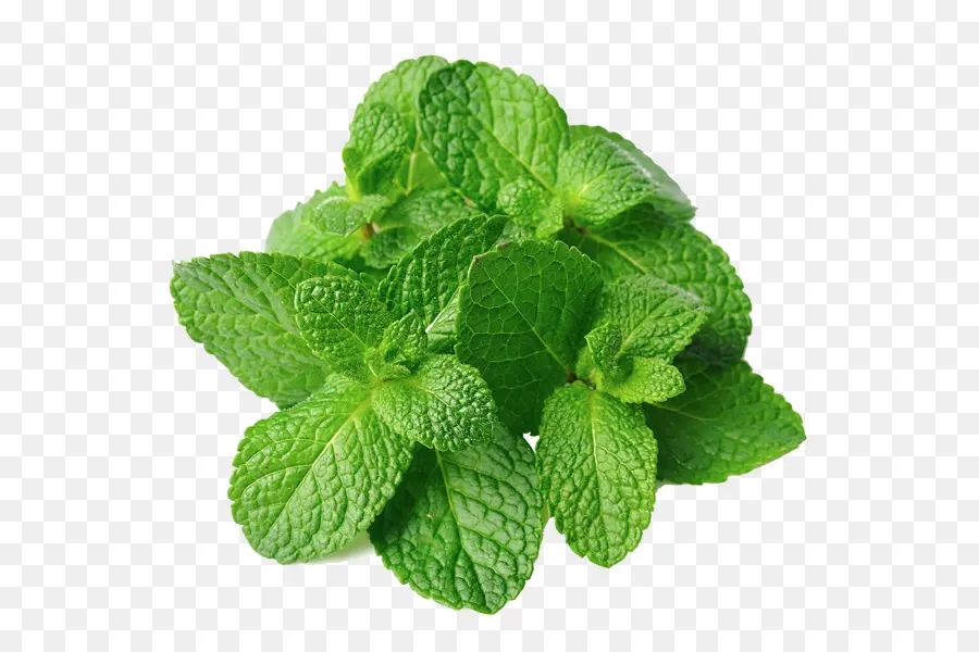 Mentha Spicata，Menta PNG