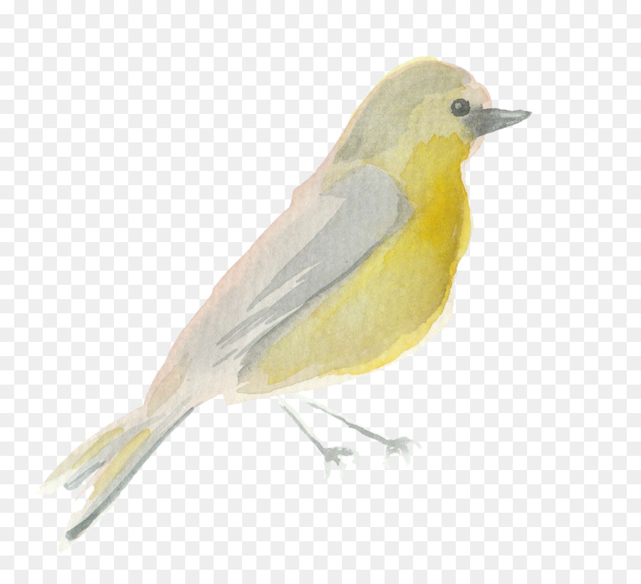 Pájaro Amarillo，Perca PNG