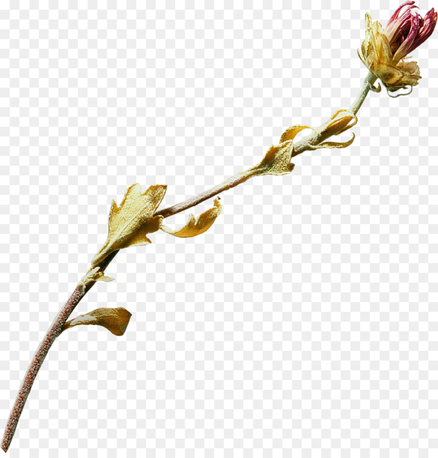 Té，Flor PNG