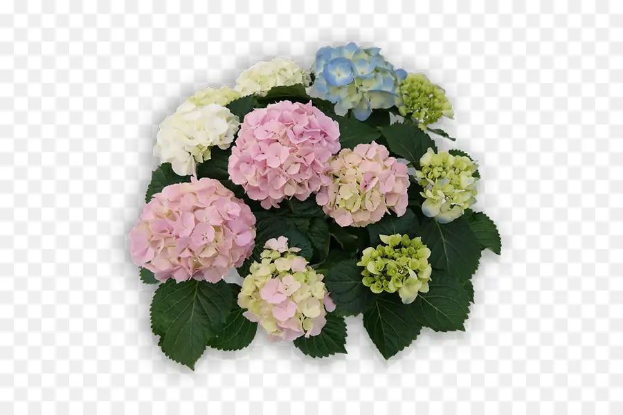 French Hydrangea，Panicled Hortensia PNG