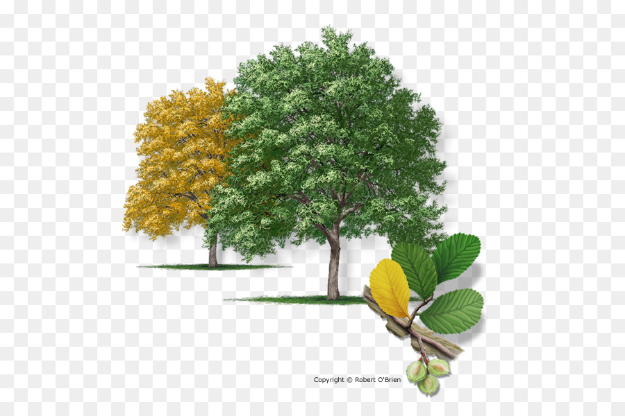 Texas，Ulmus Crassifolia PNG