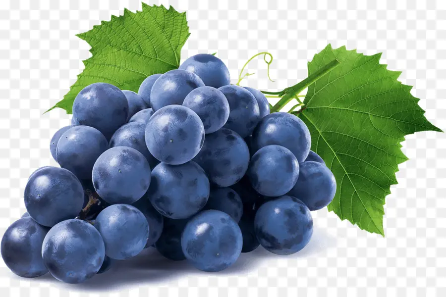 Common Grape Vine，Isabella PNG