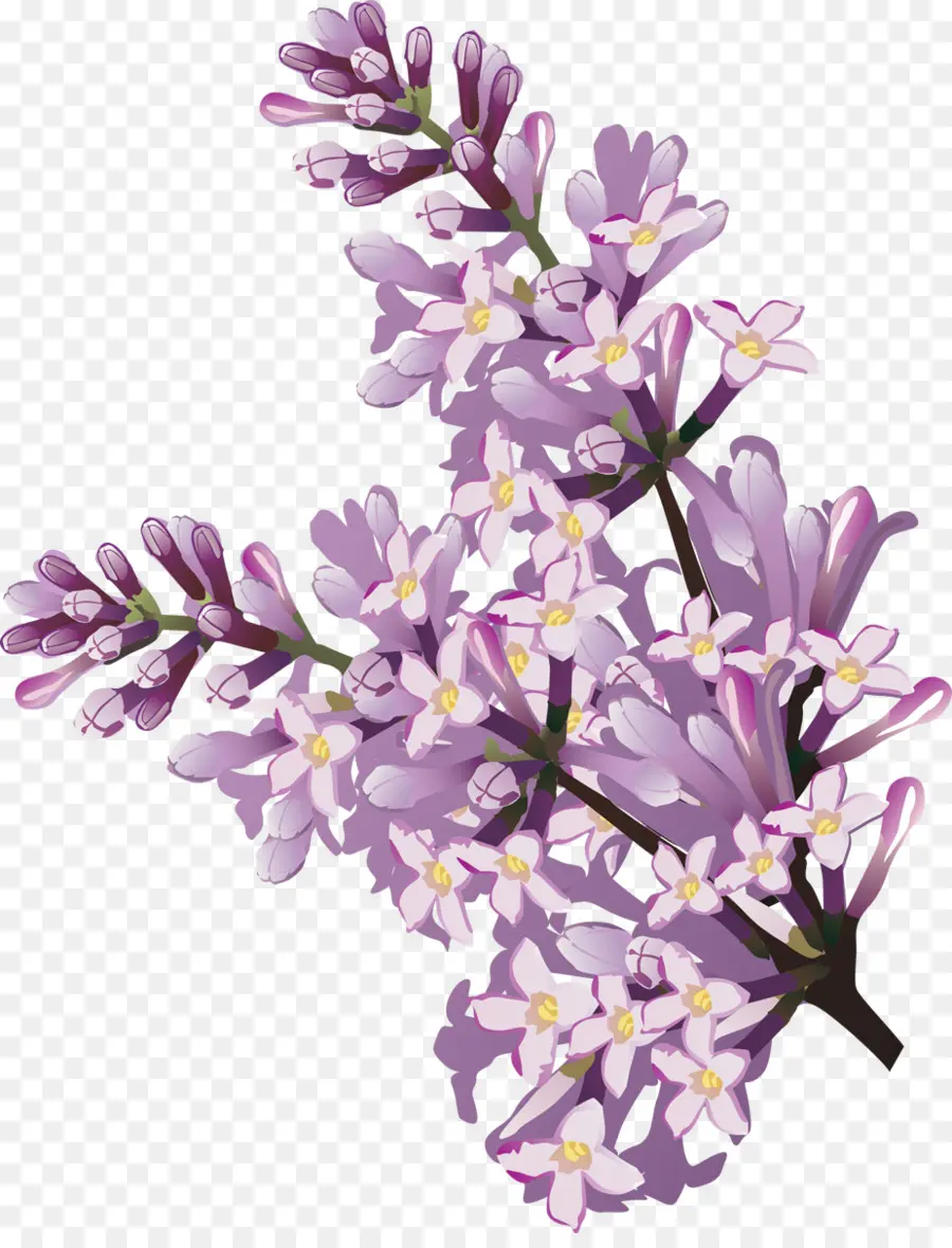 Flores，Florecer PNG