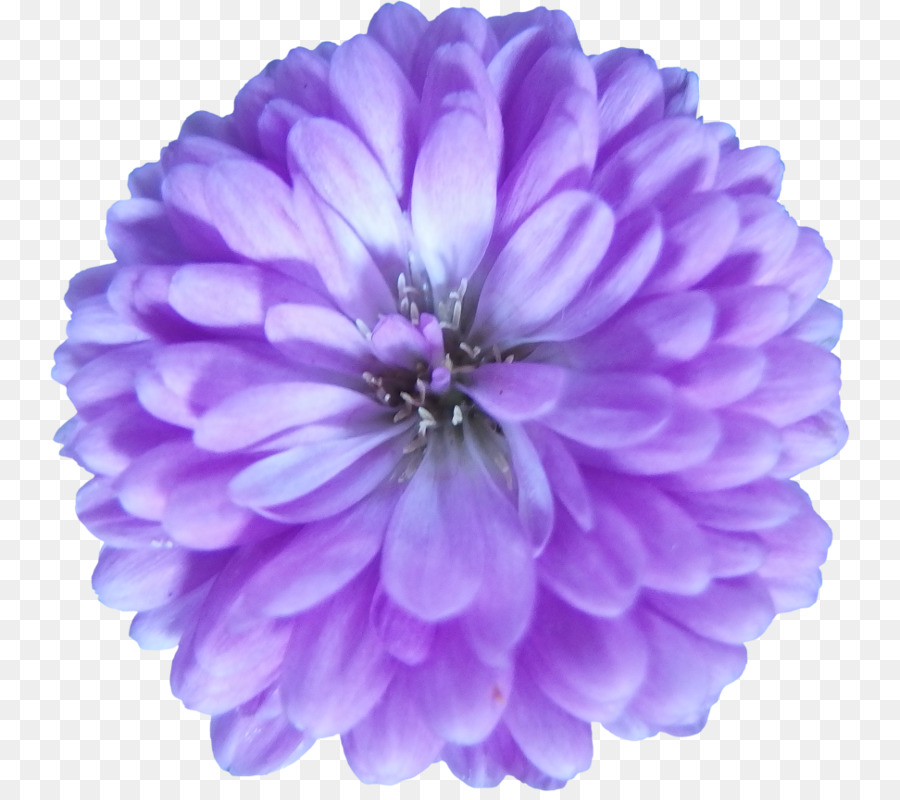 Púrpura，Flor PNG