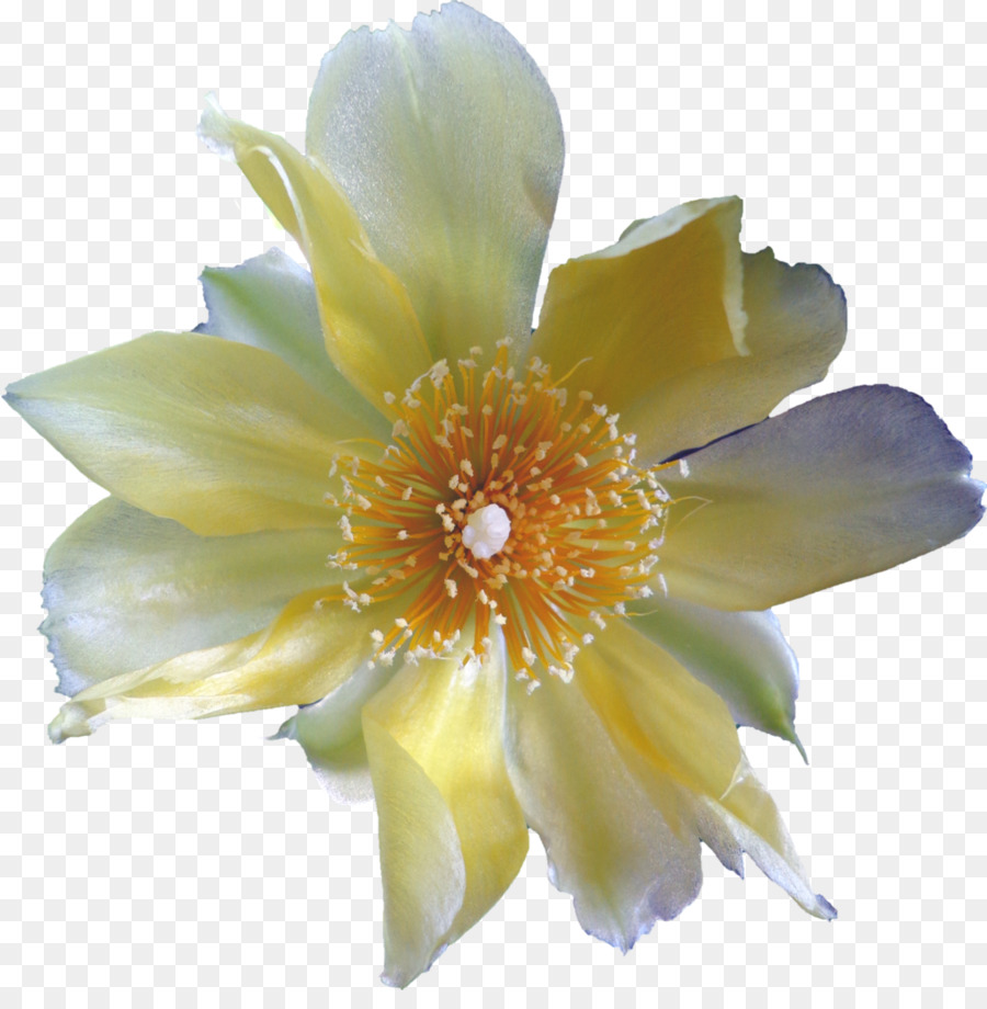 Flores Extrañas，Flor PNG