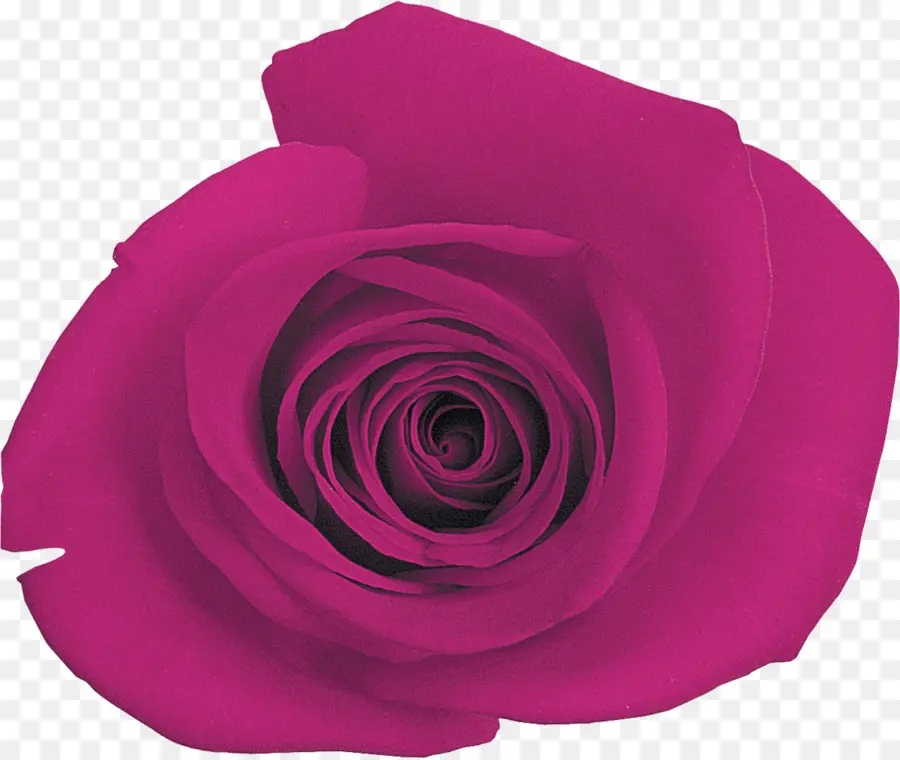 Rosa Morada，Florecer PNG