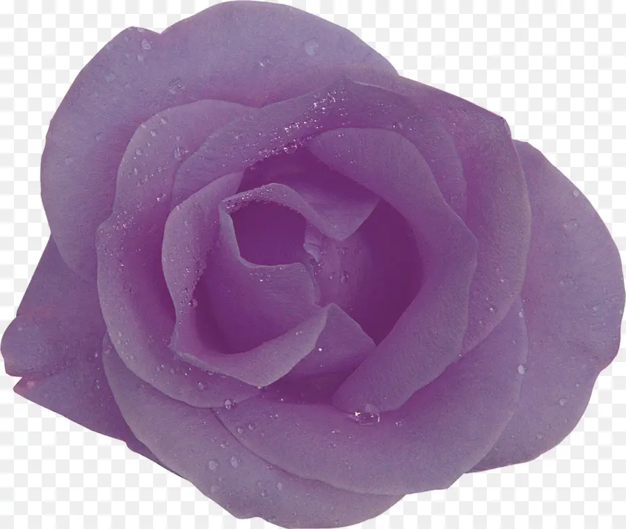 Rosa Morada，Florecer PNG