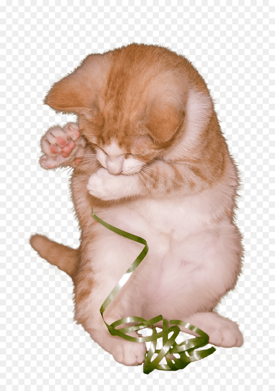 Gato，Gatito PNG