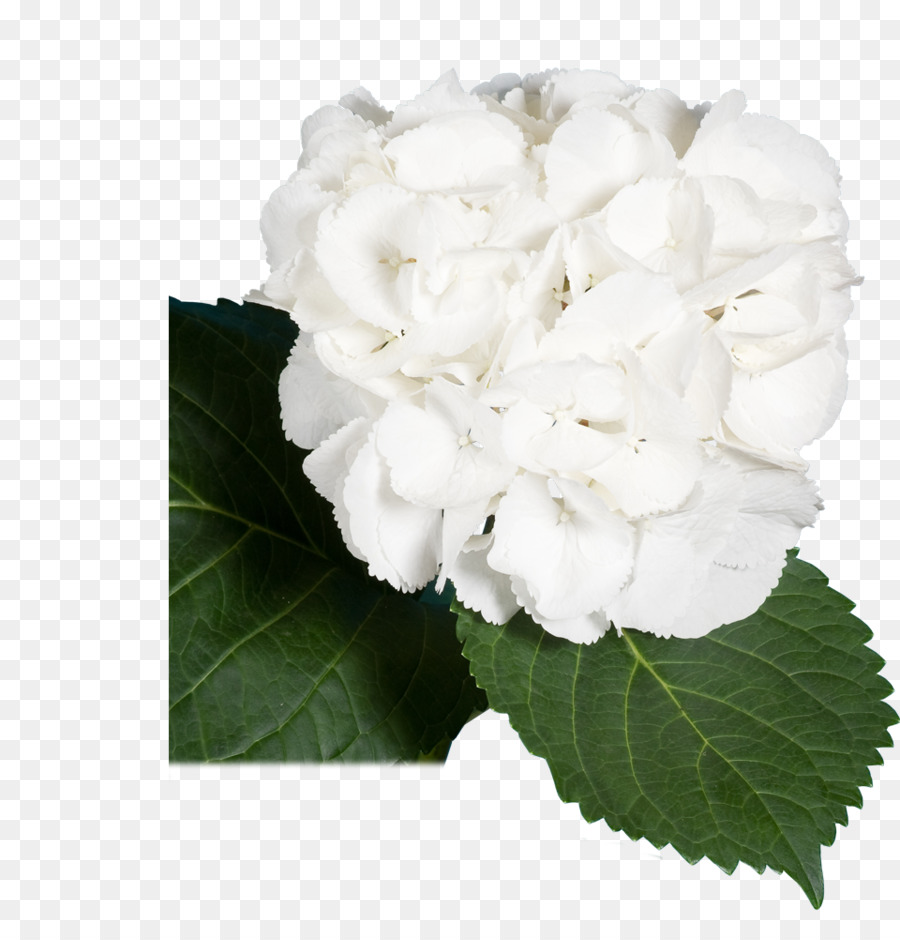 Hortensia，Rosas Centifolia PNG