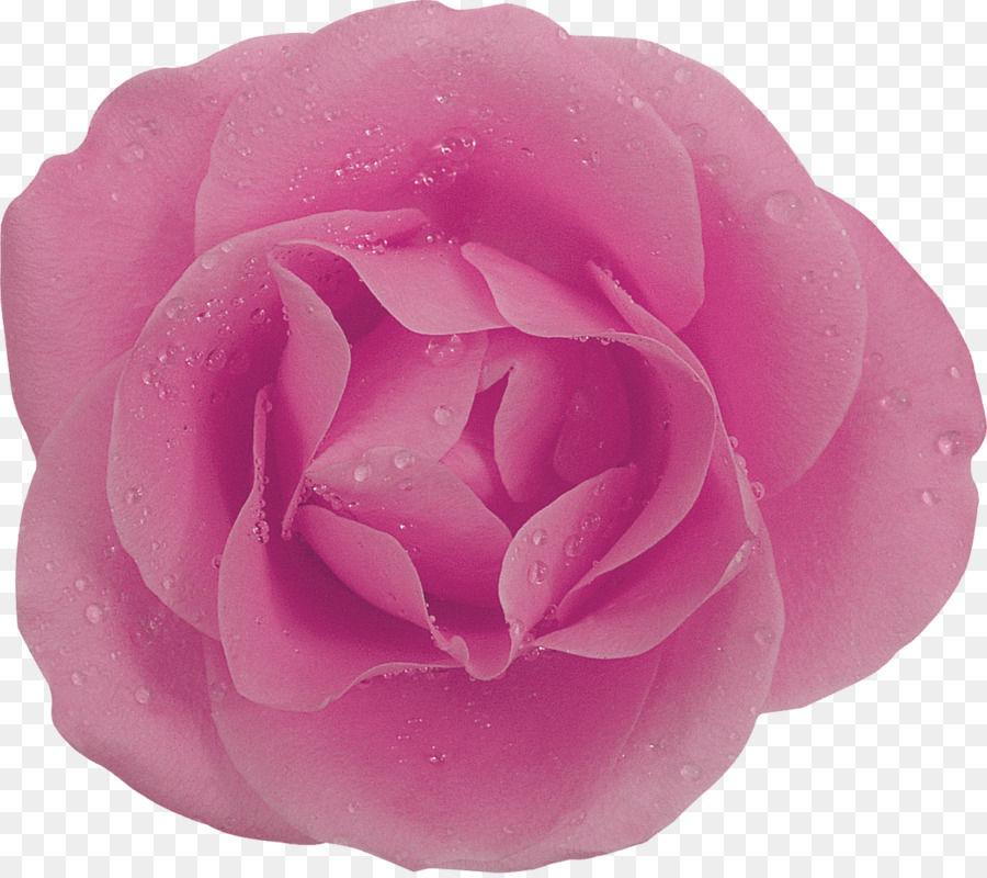 Rosa Rosa，Florecer PNG