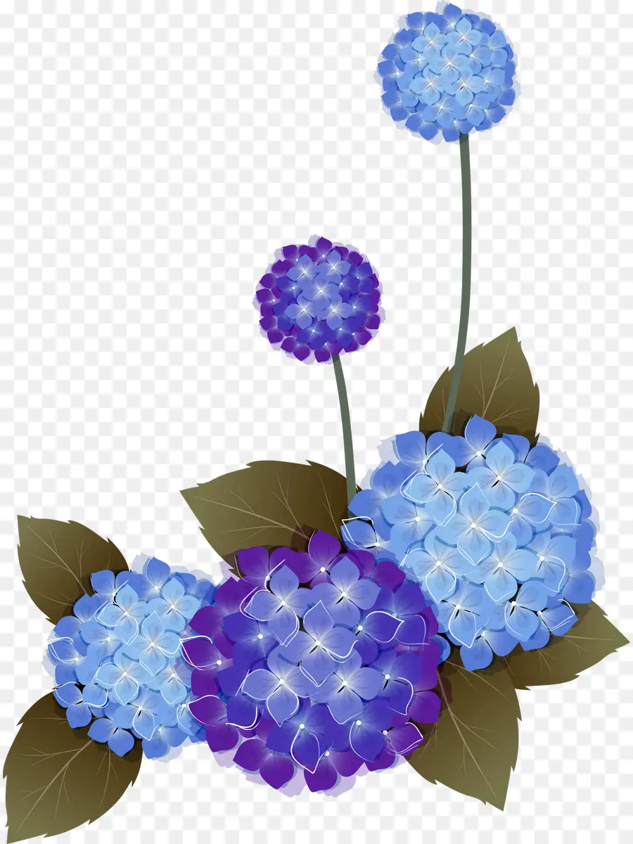 Flores De Hortensia，Azul PNG