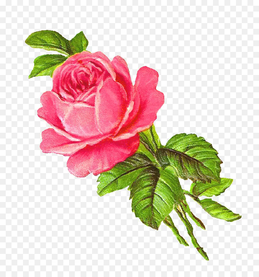 Rosas Rosadas，Ramo PNG