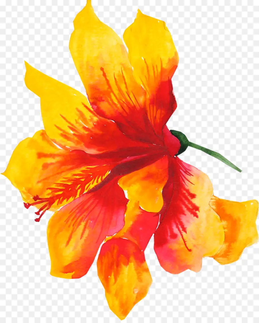 Flor，Amarillo PNG